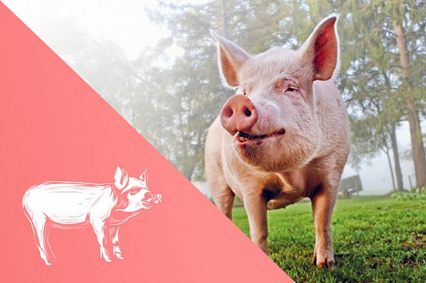 Свиноводство