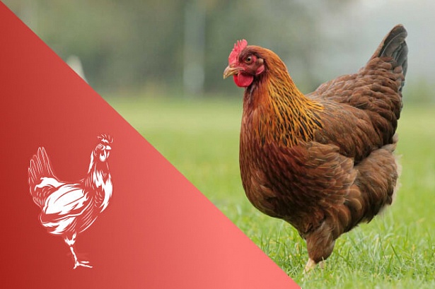 Птицеводство